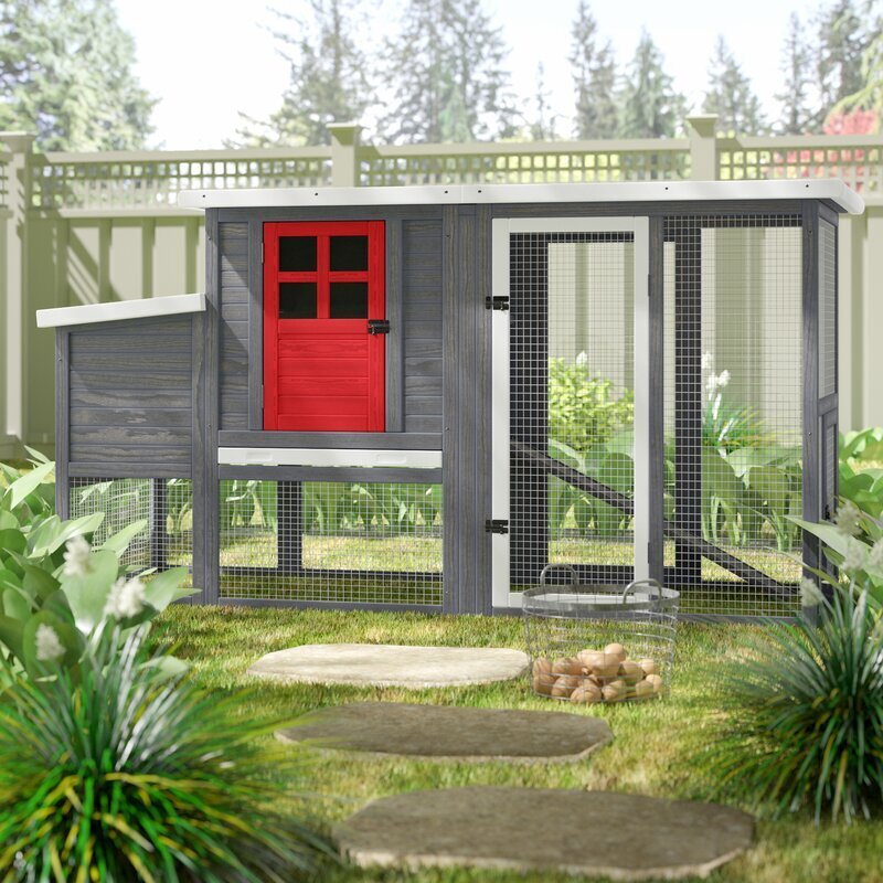 Chicken Coop with Contrast