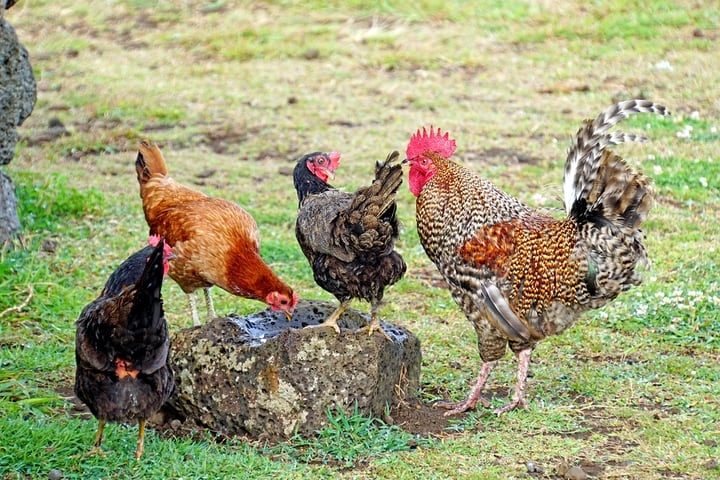 chicken drinking rain water