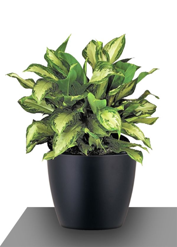 Chinese Evergreen