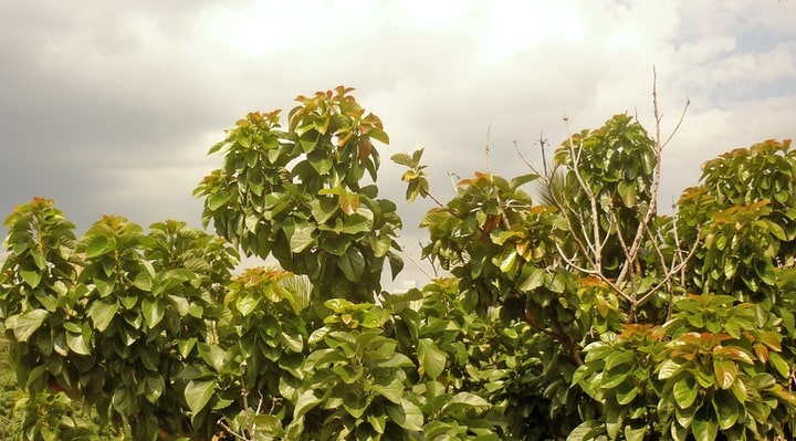 choquette avocados persea americana