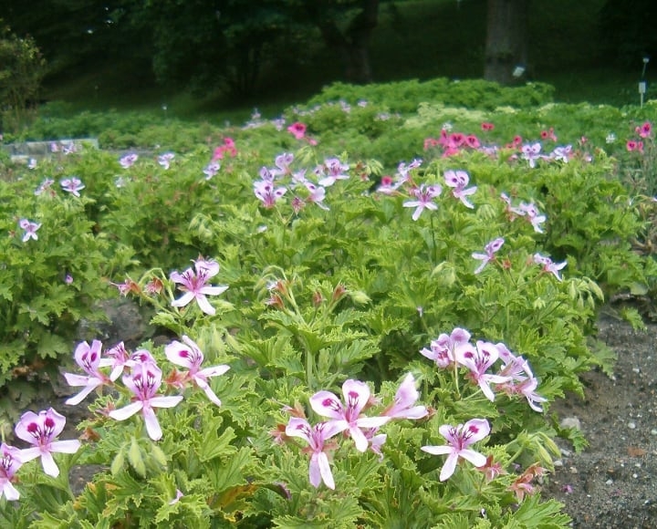 citronella plant garden