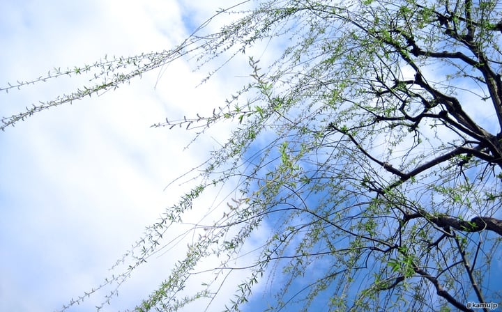 classic weeping willow salix babylonica