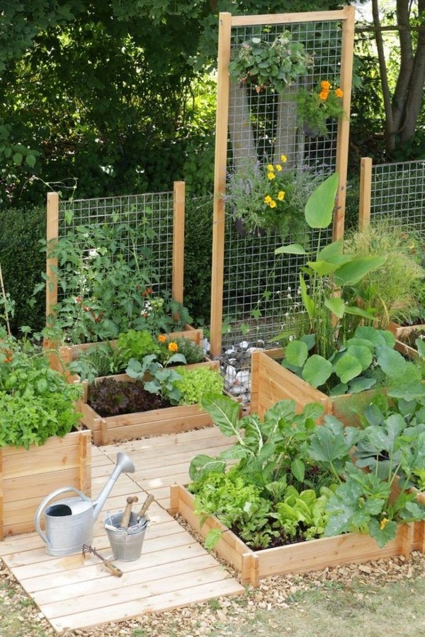 Climbing Plants Backyard Idea