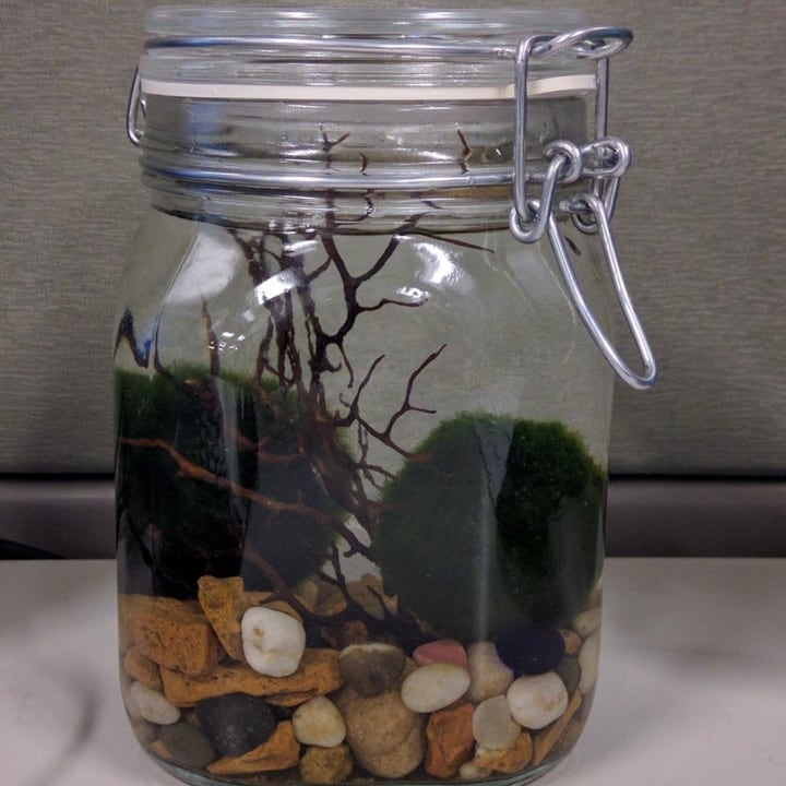 closed jarrarium