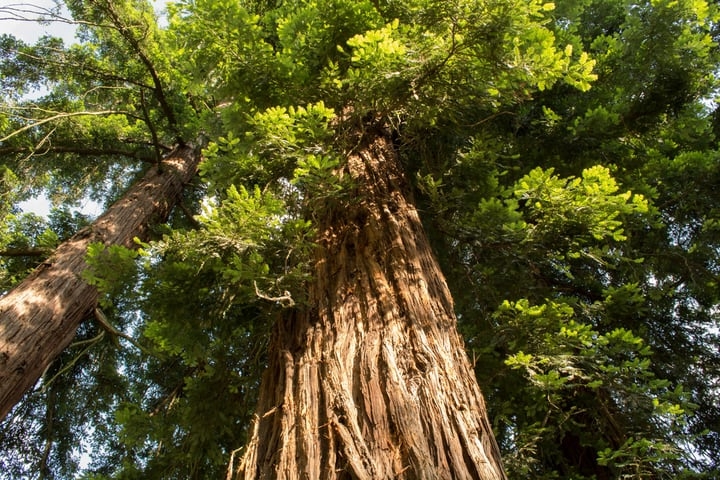 coast redwoods sequoia sempervirens
