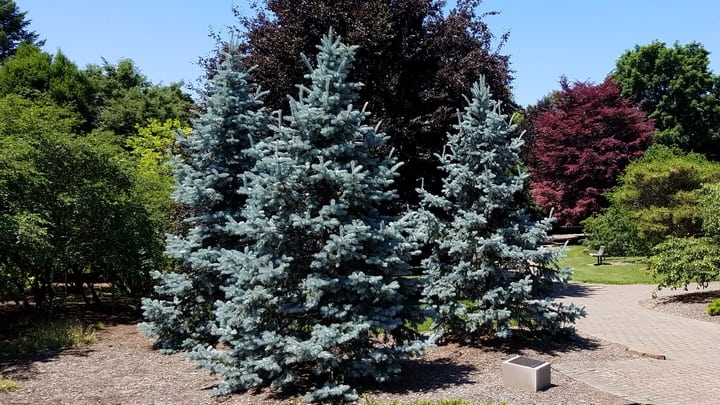 colorado blue spruce picea pungens