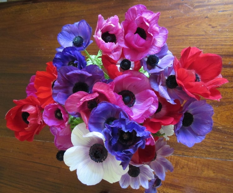 colorful anemone flowers