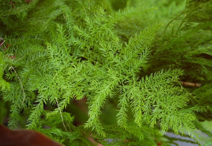 common asparagus fern