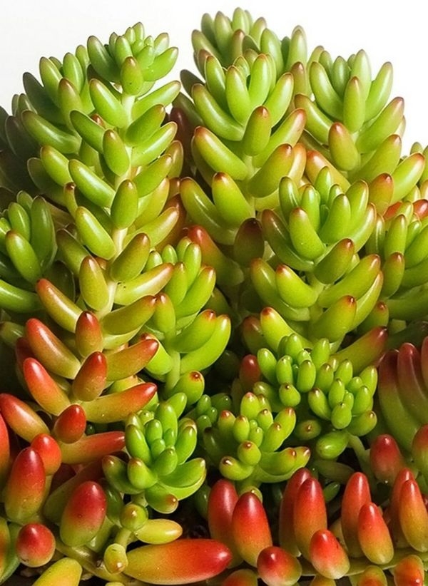 Common House Plants For Sale Near Me