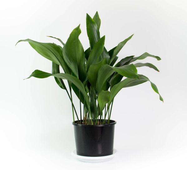 Common House Plants For Sale