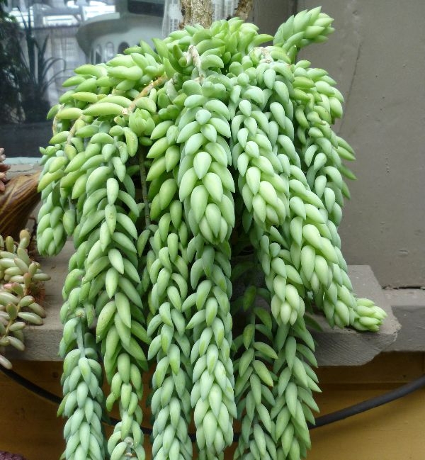 Common House Plants Near Me