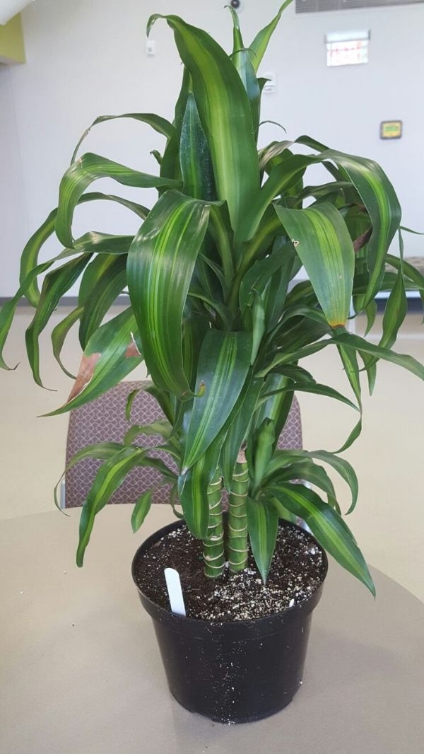 corn house plants