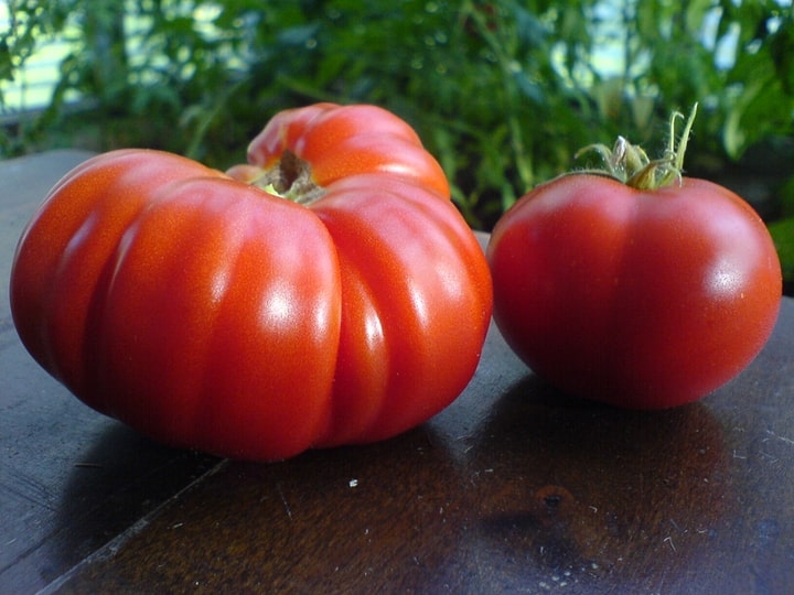 costoluto genovese heirloom tomatoes