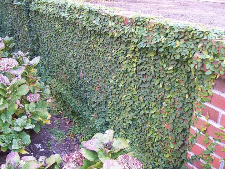 creeping fig ficus pumila