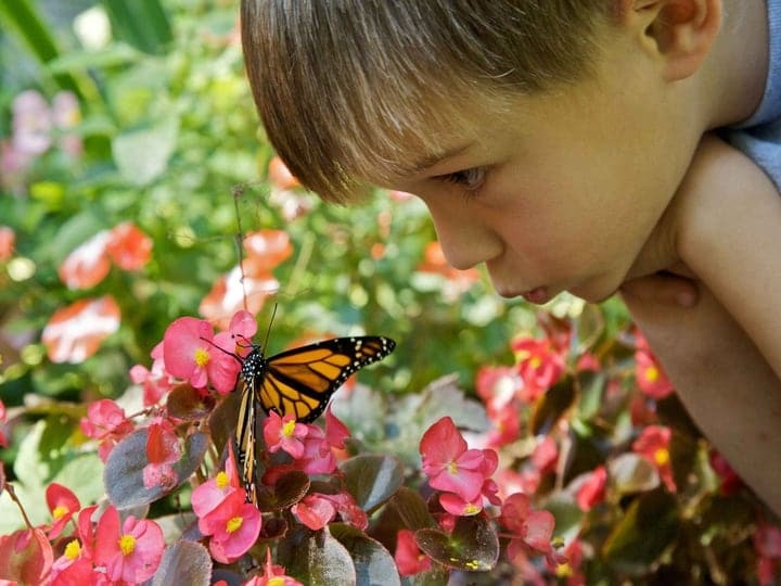 curious boy child with a butterfly