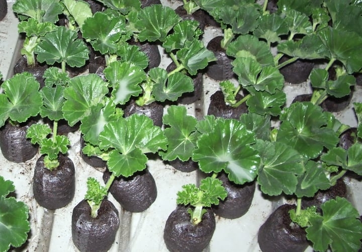cut geranium leaves for propagation