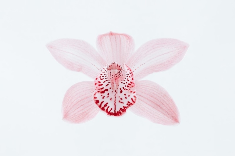 cymbidium orchid