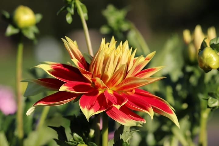dahlia market gardening