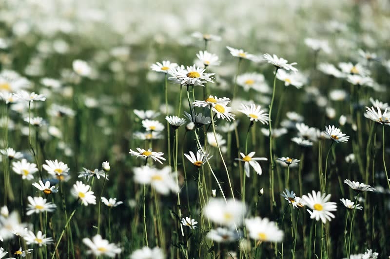 daisy plant