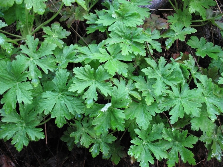 deadheading geranium plant