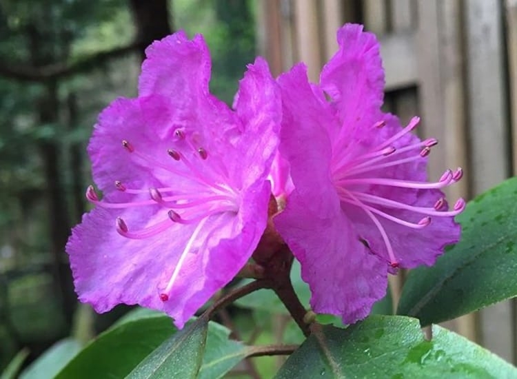 deciduous azalea