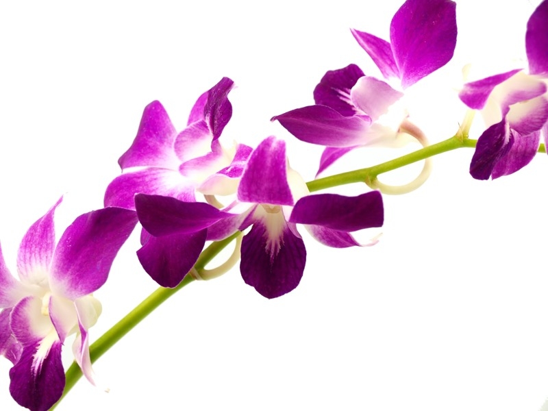 dendrobium orchids