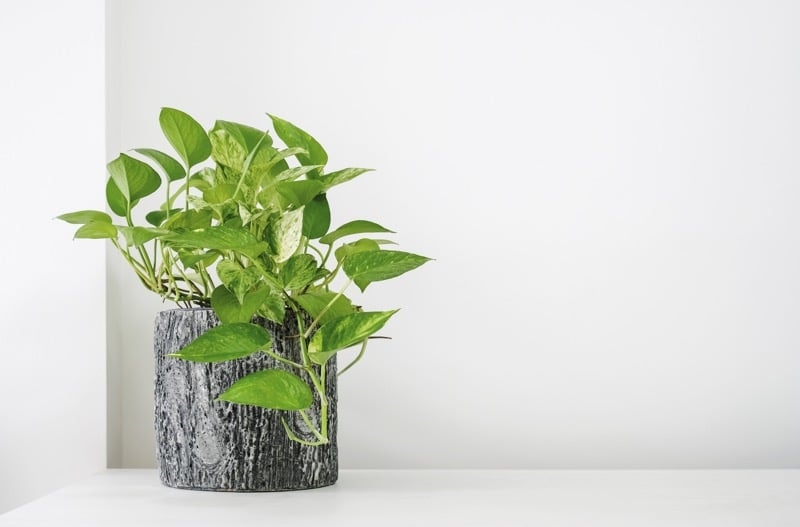 devils ivy care