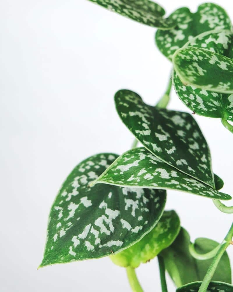 devil's ivy leaves