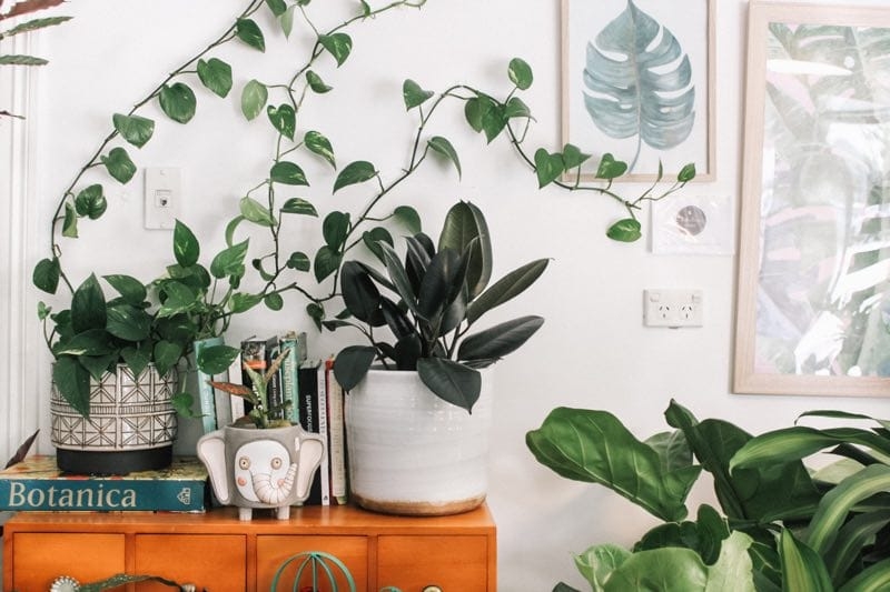 devils ivy plant care