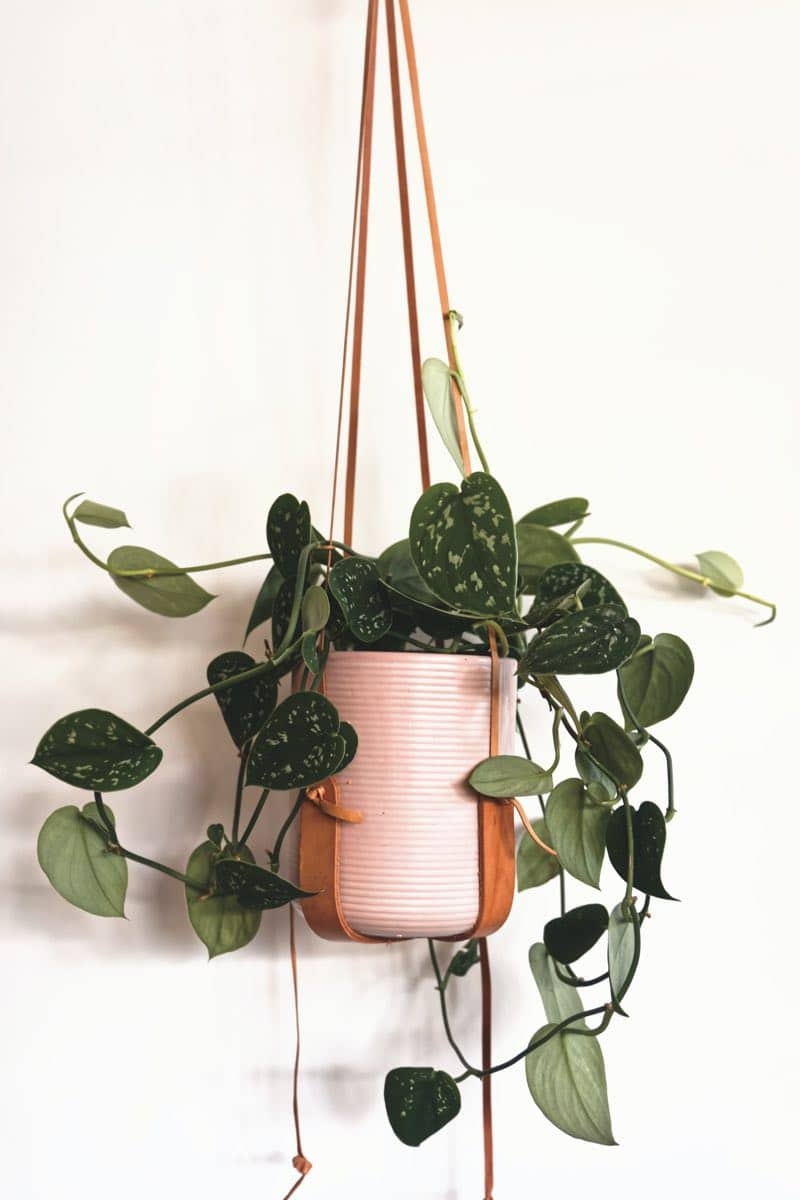 devils ivy plant types