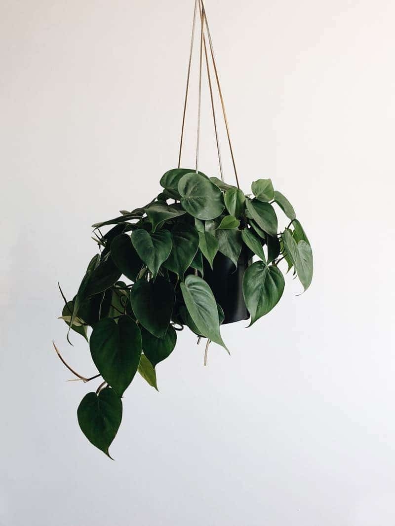 devils ivy plants