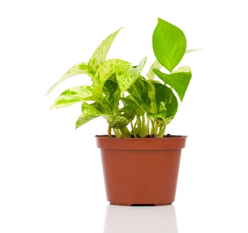 devils ivy varieties