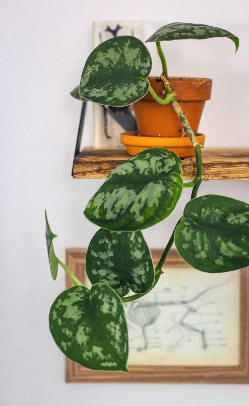 devil's ivy