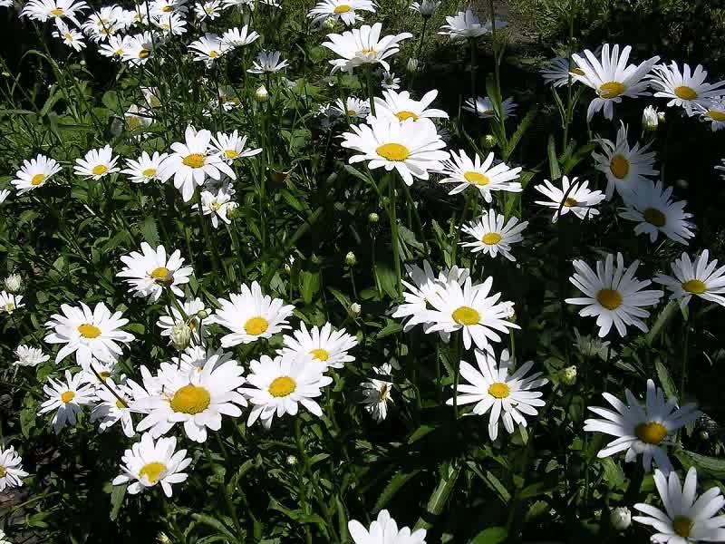 diasies in garden