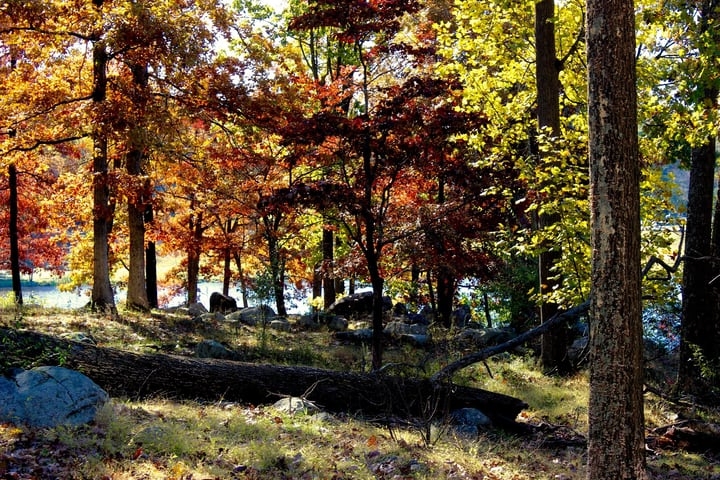 different kinds of trees