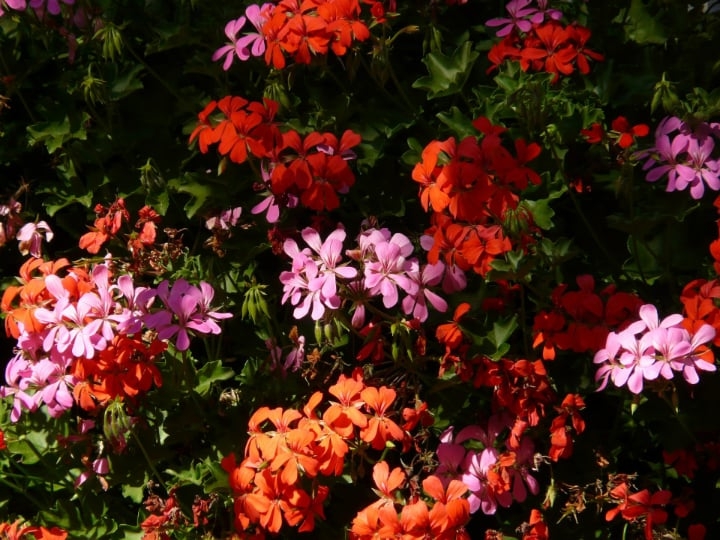 different types of geranium