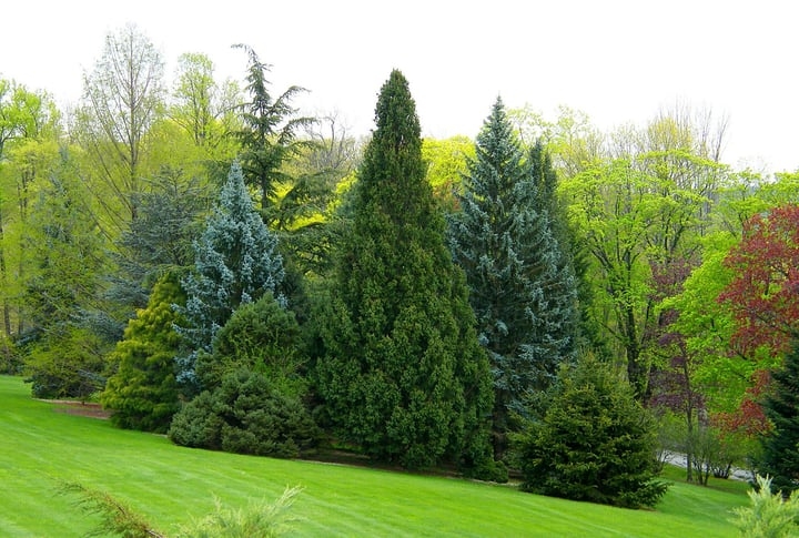 different types of trees