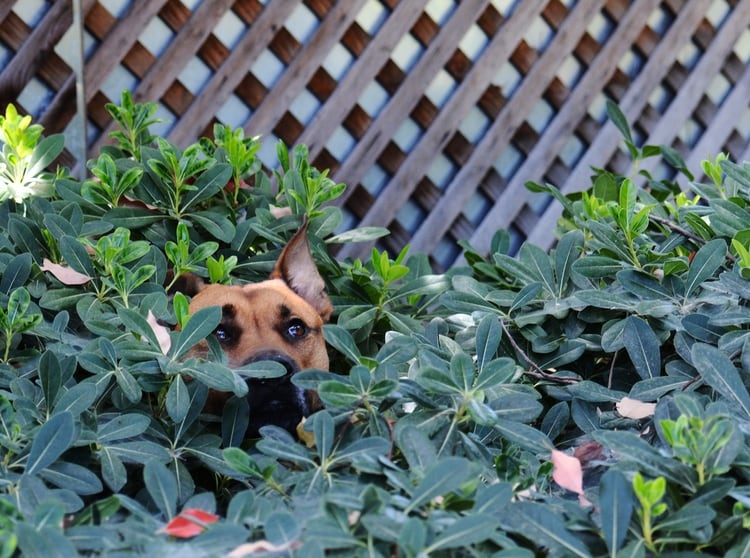 dog in the garden hiding