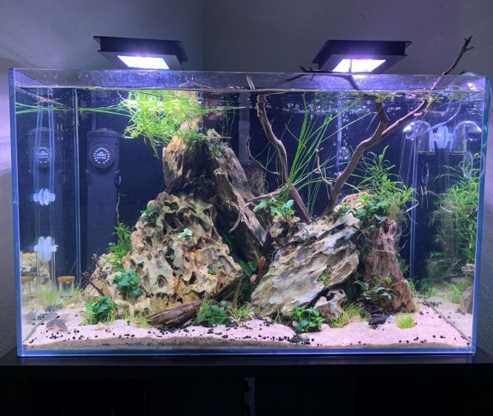 dragon stone aquascaping