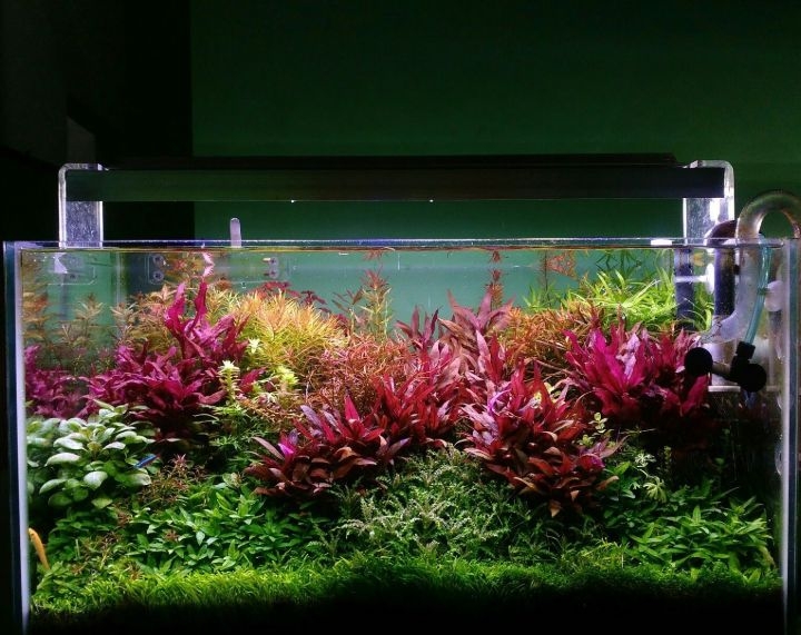 dutch aquascape
