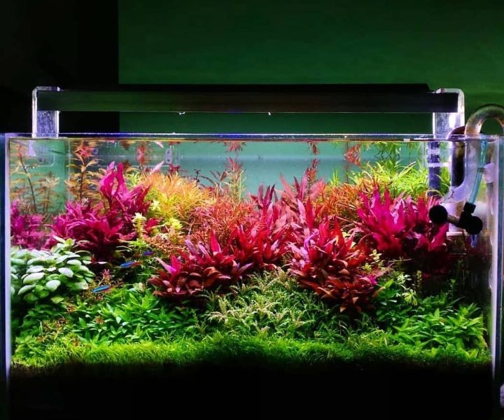 dutch planted aquarium