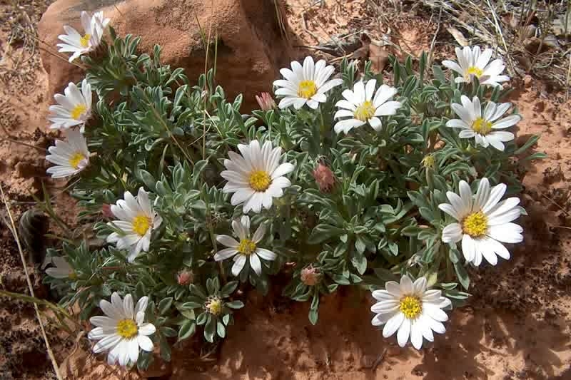 easter daisies