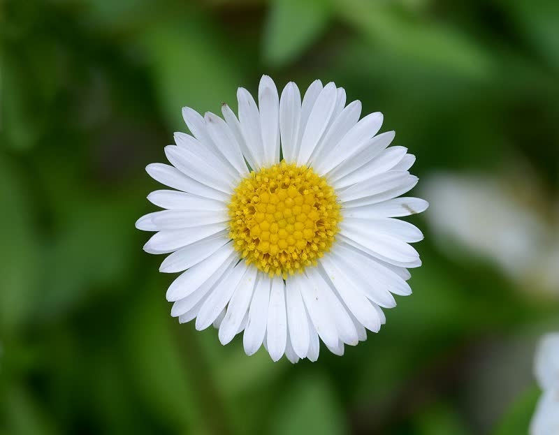 english daisy