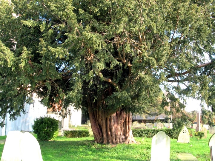 english yew taxus baccata
