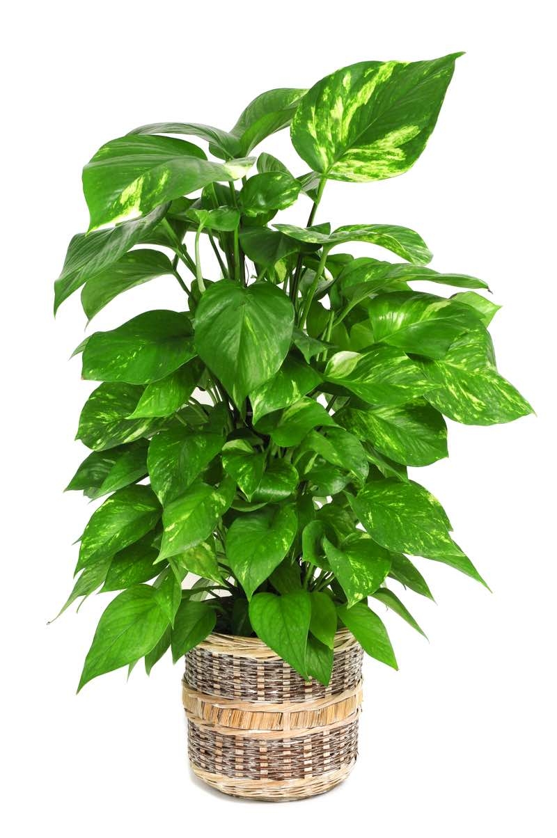 epipremnum pinnatum