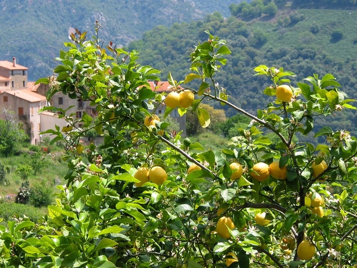 eureka lemon citrus x limon