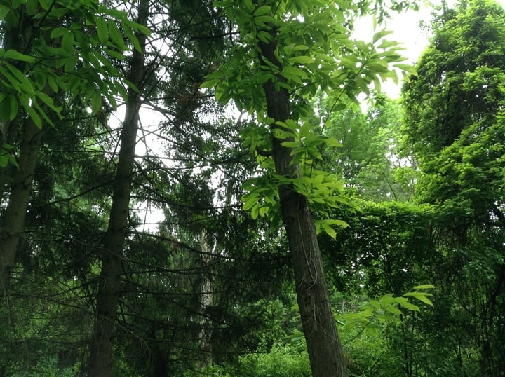 european chesnut castanea sativa
