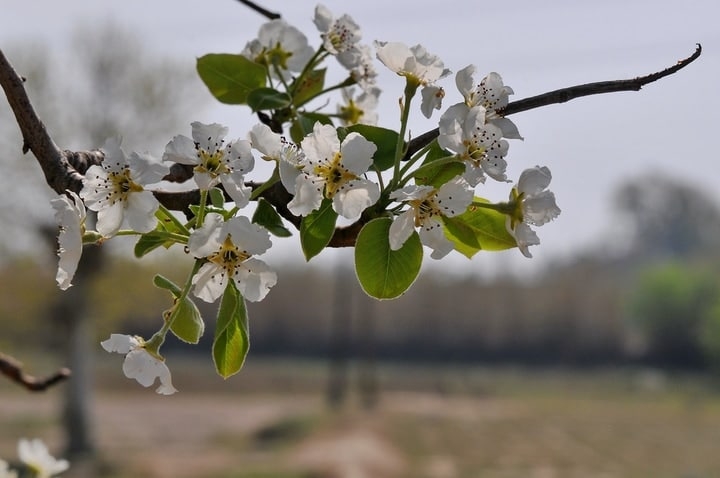 european pear pyrus communis