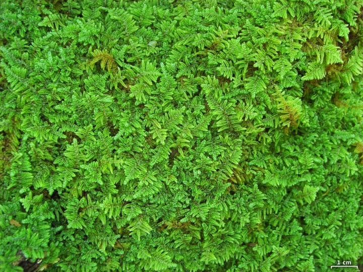 feather moss hypnum imponens