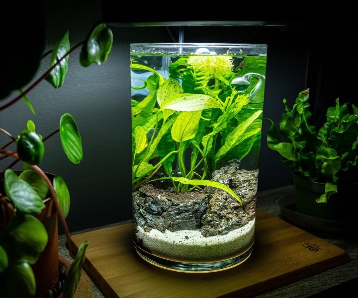 fish jarrarium